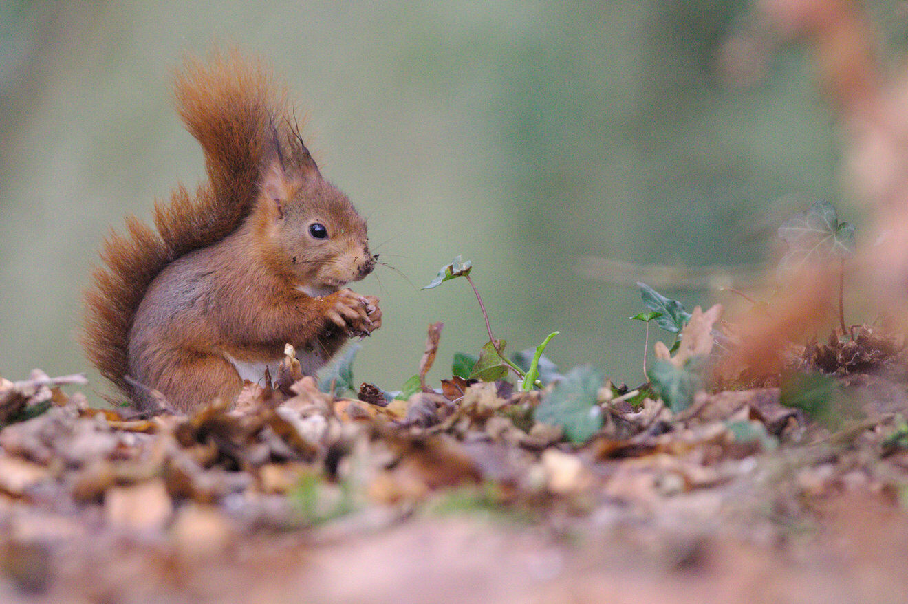 When It Comes to Self-Care, Think like a Squirrel